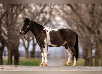 Altri pony/cavalli di piccola taglia, Castrone, 5 Anni, 97 cm, Pezzato