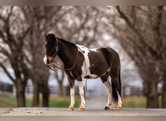 Altri pony/cavalli di piccola taglia, Castrone, 5 Anni, 97 cm, Pezzato