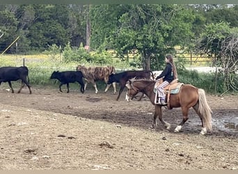 Altri pony/cavalli di piccola taglia, Castrone, 5 Anni, Baio ciliegia