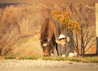 Altri pony/cavalli di piccola taglia, Castrone, 5 Anni, Pelle di daino