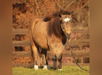 Altri pony/cavalli di piccola taglia, Castrone, 5 Anni, Pelle di daino