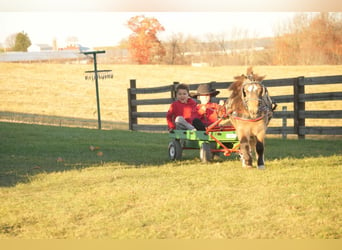 Altri pony/cavalli di piccola taglia, Castrone, 5 Anni, Pelle di daino