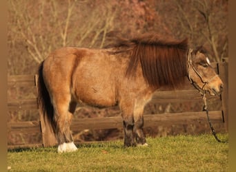 Altri pony/cavalli di piccola taglia, Castrone, 5 Anni, Pelle di daino