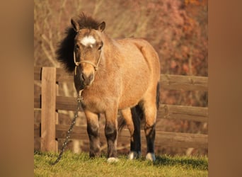 Altri pony/cavalli di piccola taglia, Castrone, 5 Anni, Pelle di daino