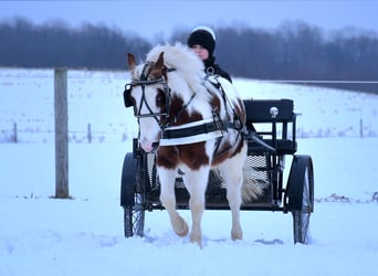 Altri pony/cavalli di piccola taglia, Castrone, 6 Anni, 112 cm