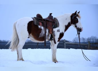 Altri pony/cavalli di piccola taglia, Castrone, 6 Anni, 112 cm