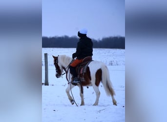 Altri pony/cavalli di piccola taglia, Castrone, 6 Anni, 112 cm