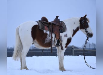 Altri pony/cavalli di piccola taglia, Castrone, 6 Anni, 112 cm