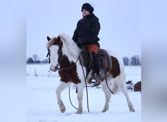 Altri pony/cavalli di piccola taglia, Castrone, 6 Anni, 112 cm