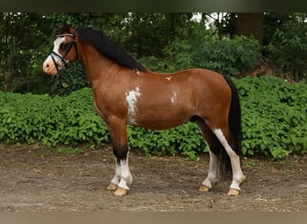 Altri pony/cavalli di piccola taglia, Castrone, 6 Anni, 114 cm, Baio