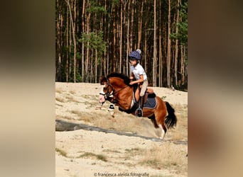 Altri pony/cavalli di piccola taglia, Castrone, 6 Anni, 114 cm, Baio