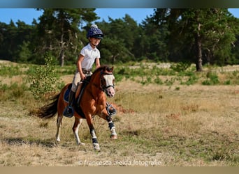 Altri pony/cavalli di piccola taglia, Castrone, 6 Anni, 114 cm, Baio