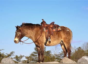 Altri pony/cavalli di piccola taglia, Castrone, 6 Anni, 127 cm