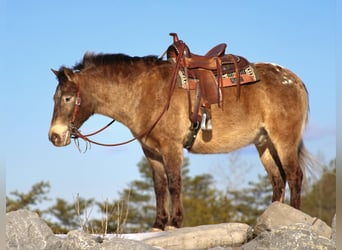 Altri pony/cavalli di piccola taglia, Castrone, 6 Anni, 127 cm