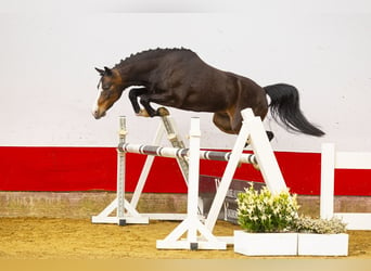 Altri pony/cavalli di piccola taglia, Castrone, 6 Anni, 136 cm, Baio