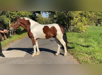 Altri pony/cavalli di piccola taglia, Castrone, 6 Anni, 136 cm, Pezzato