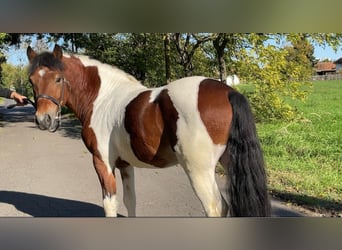 Altri pony/cavalli di piccola taglia, Castrone, 6 Anni, 136 cm, Pezzato