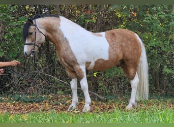 Altri pony/cavalli di piccola taglia, Castrone, 6 Anni, 138 cm, Pezzato