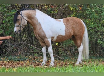 Altri pony/cavalli di piccola taglia, Castrone, 6 Anni, 138 cm, Pezzato