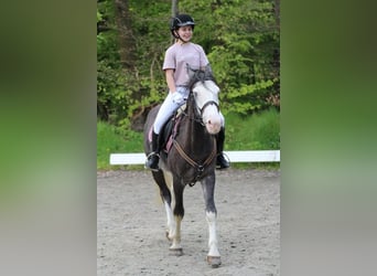 Altri pony/cavalli di piccola taglia Mix, Castrone, 6 Anni, 142 cm, Grigio pezzato