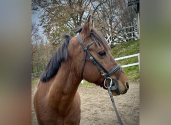 Altri pony/cavalli di piccola taglia, Castrone, 6 Anni, 145 cm, Baio