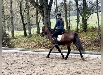 Altri pony/cavalli di piccola taglia, Castrone, 6 Anni, 145 cm, Baio