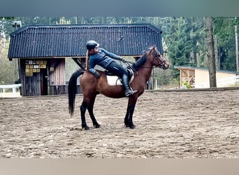 Altri pony/cavalli di piccola taglia, Castrone, 6 Anni, 145 cm, Baio