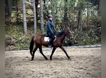 Altri pony/cavalli di piccola taglia, Castrone, 6 Anni, 145 cm, Baio