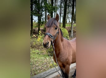 Altri pony/cavalli di piccola taglia, Castrone, 6 Anni, 145 cm, Baio