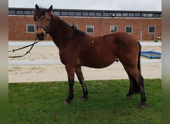 Altri pony/cavalli di piccola taglia, Castrone, 6 Anni, 146 cm, Baio