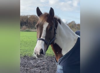 Altri pony/cavalli di piccola taglia, Castrone, 6 Anni, 147 cm, Pezzato