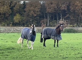 Altri pony/cavalli di piccola taglia, Castrone, 6 Anni, 147 cm, Pezzato