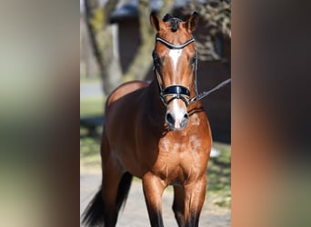 Altri pony/cavalli di piccola taglia, Castrone, 6 Anni, 148 cm, Baio