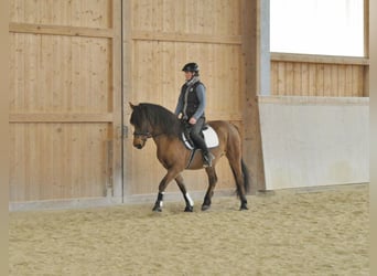 Altri pony/cavalli di piccola taglia, Castrone, 6 Anni, 149 cm, Baio