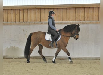 Altri pony/cavalli di piccola taglia, Castrone, 6 Anni, 149 cm, Baio