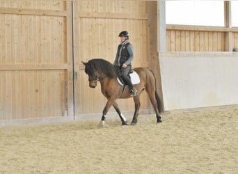 Altri pony/cavalli di piccola taglia, Castrone, 6 Anni, 149 cm, Baio