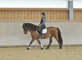 Altri pony/cavalli di piccola taglia, Castrone, 6 Anni, 149 cm, Baio