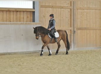 Altri pony/cavalli di piccola taglia, Castrone, 6 Anni, 149 cm, Baio