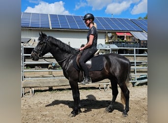 Altri pony/cavalli di piccola taglia, Castrone, 6 Anni, 150 cm, Baio nero