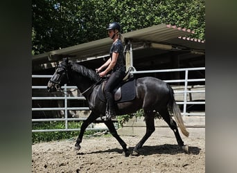 Altri pony/cavalli di piccola taglia, Castrone, 6 Anni, 150 cm, Baio nero
