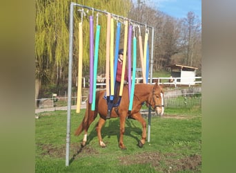 Altri pony/cavalli di piccola taglia, Castrone, 6 Anni, 152 cm, Sauro