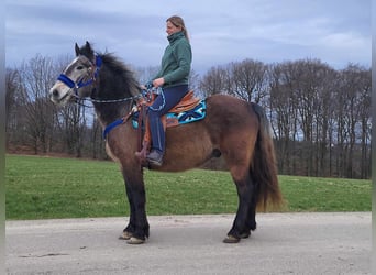 Altri pony/cavalli di piccola taglia Mix, Castrone, 6 Anni, 154 cm, Falbo baio