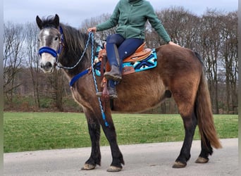 Altri pony/cavalli di piccola taglia Mix, Castrone, 6 Anni, 154 cm, Falbo baio