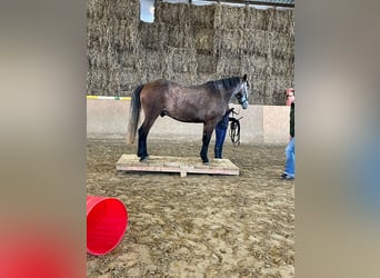 Altri pony/cavalli di piccola taglia, Castrone, 6 Anni, 154 cm, Può diventare grigio