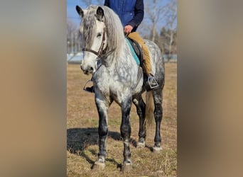 Altri pony/cavalli di piccola taglia, Castrone, 6 Anni, 162 cm