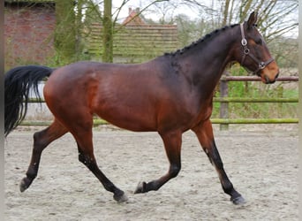 Altri pony/cavalli di piccola taglia, Castrone, 6 Anni, 167 cm