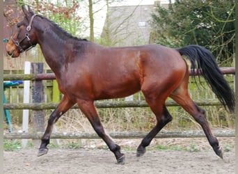 Altri pony/cavalli di piccola taglia, Castrone, 6 Anni, 167 cm
