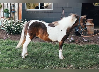 Altri pony/cavalli di piccola taglia, Castrone, 6 Anni, 89 cm