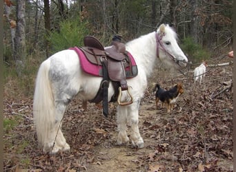 Altri pony/cavalli di piccola taglia, Castrone, 6 Anni, 91 cm, Grigio