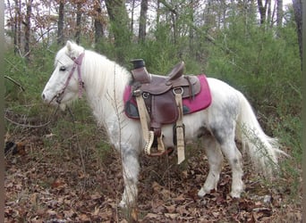 Altri pony/cavalli di piccola taglia, Castrone, 6 Anni, 91 cm, Grigio